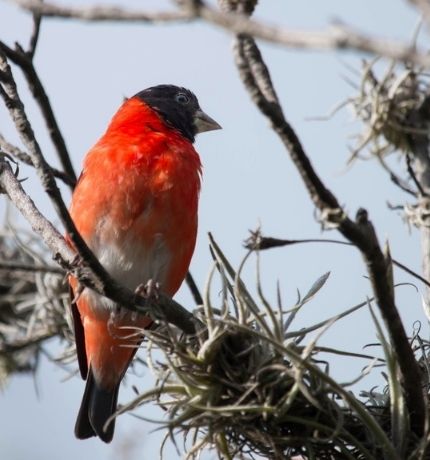 Provita y Fundación Temaikén establecen alianza para combatir el tráfico de aves