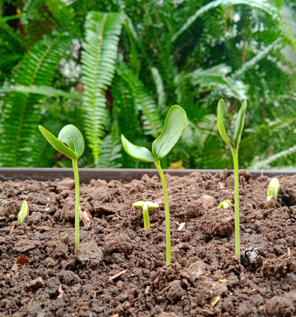 Provita inicia un nuevo proyecto de restauración para salvar especies icónicas en la Península de Macanao