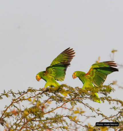 Lanzamiento del Plan de Acción para la Conservación de la Cotorra Cabeciamarilla (Amazona barbadensis): un esfuerzo regional para salvar una especie amenazada.